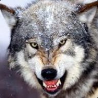 The Dire Wolf