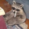 JazzyRaccoon