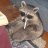 JazzyRaccoon