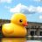RubberDuckRD